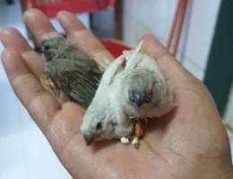 Finches babies for sale