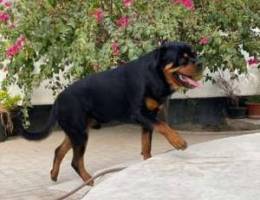 Rottweiler 11 month old male