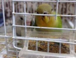 Trained love birds for sale
