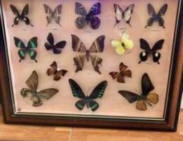 Butterfly Wall Frame