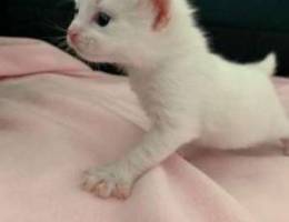 pure turkish angora kittens