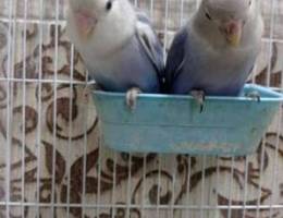 Love birds pair for sale semi trained