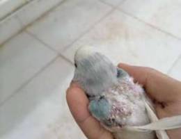 Baby love bird