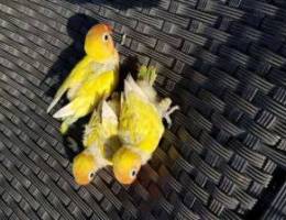 Golden Fisher hand feeding chicks 3 nos av...